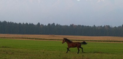 Veterina za velike zivali
